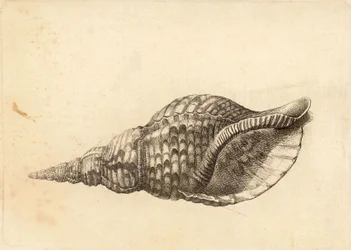 Charonia tritonis